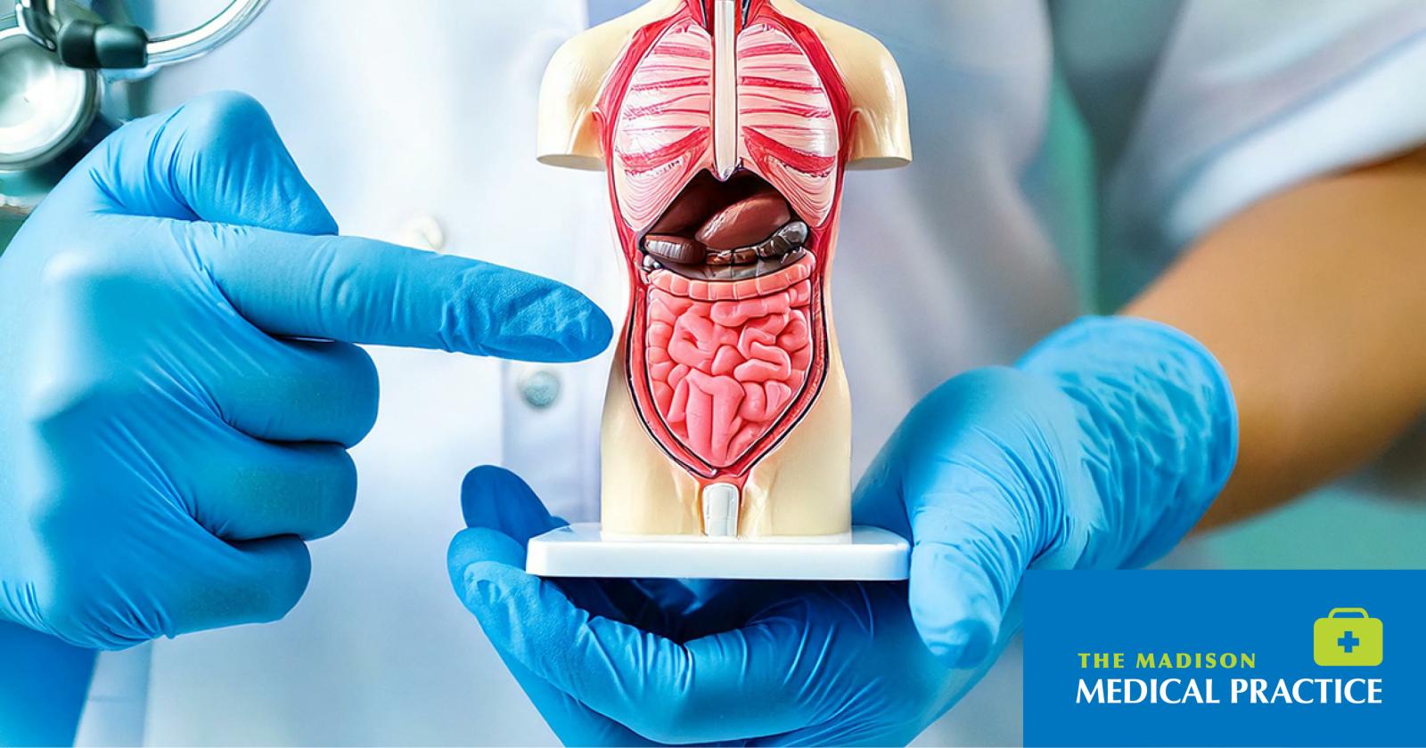 Gloved clinician holding digestive system model during a medical consultation