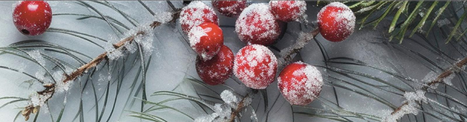 Snow-dusted red berries and pine branches on a winter background
